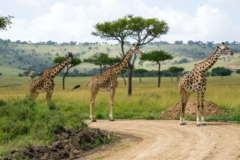 Kenya Essentials Experience Masai Mara